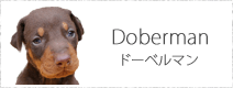 ドーベルマン